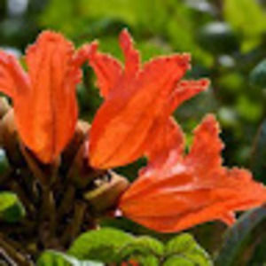 Meet your Posher, Dru